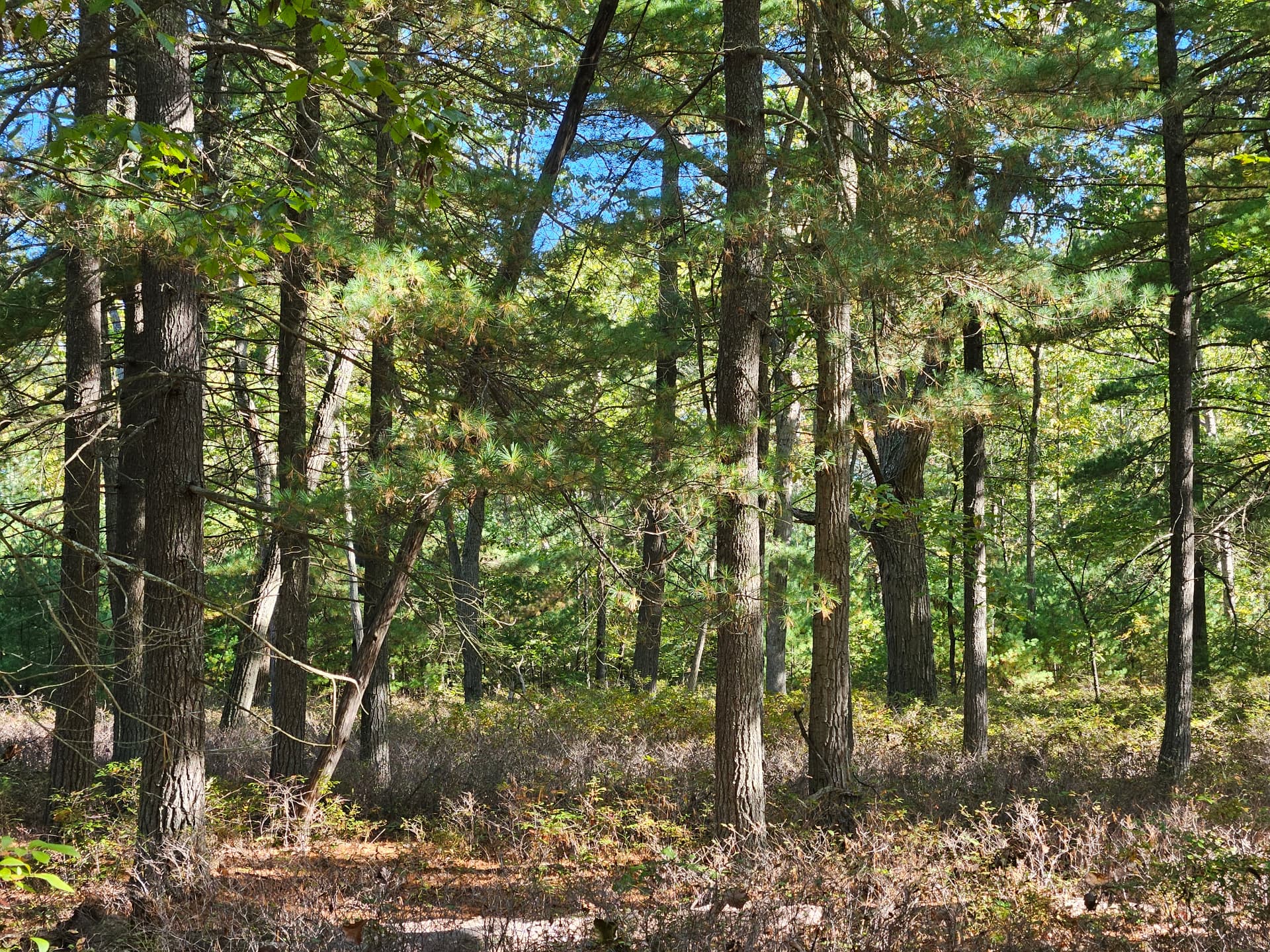 Pine-oak woodland with tall trunks and filtered summer light